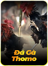 đá gà 58win