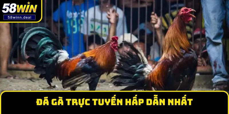 Trải nghiệm các hình thức Đá gà trực tuyến hấp dẫn nhất Trải nghiệm các hình thức Đá gà trực tuyến hấp dẫn nhất