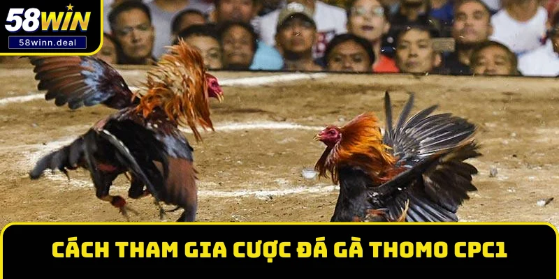 Cách tham gia xem và cá cược đá gà Thomo CPC1