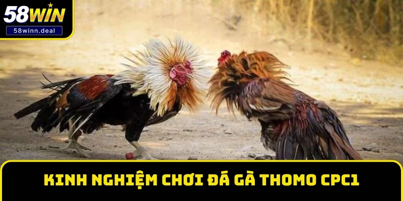 Một số kinh nghiệm chơi đá gà Thomo CPC1